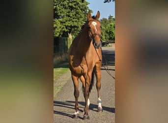 Zangersheide, Caballo castrado, 6 años, 164 cm