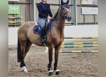 Zangersheide, Caballo castrado, 6 años, 164 cm