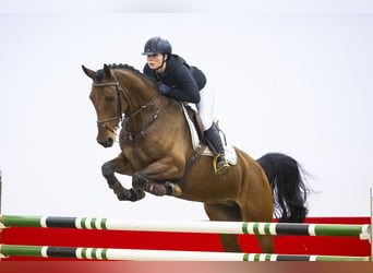 Zangersheide, Caballo castrado, 6 años, 164 cm, Castaño