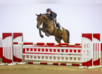 Zangersheide, Caballo castrado, 6 años, 164 cm, Castaño