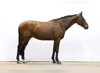 Zangersheide, Caballo castrado, 6 años, 164 cm, Castaño