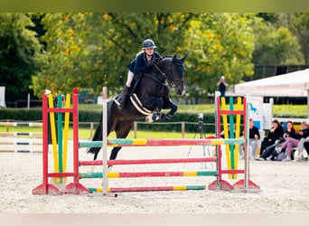 Zangersheide, Caballo castrado, 6 años, 164 cm, Morcillo