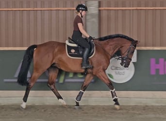 Zangersheide, Caballo castrado, 6 años, 165 cm, Castaño