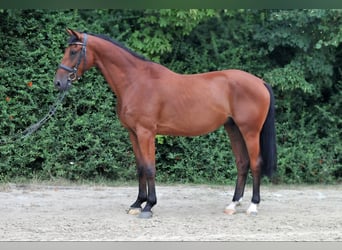 Zangersheide, Caballo castrado, 6 años, 165 cm, Castaño