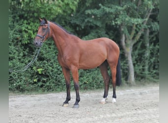 Zangersheide, Caballo castrado, 6 años, 165 cm, Castaño