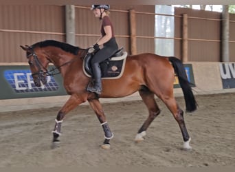 Zangersheide, Caballo castrado, 6 años, 165 cm, Castaño