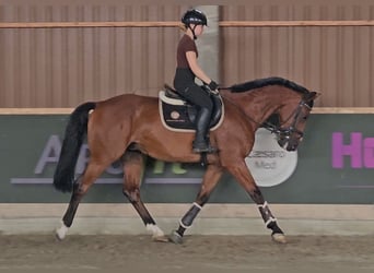 Zangersheide, Caballo castrado, 6 años, 165 cm, Castaño