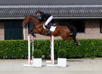 Zangersheide, Caballo castrado, 6 años, 165 cm, Castaño oscuro