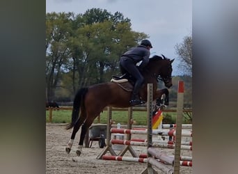 Zangersheide, Caballo castrado, 6 años, 166 cm, Castaño