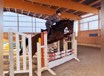 Zangersheide, Caballo castrado, 6 años, 166 cm, Castaño