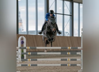 Zangersheide, Caballo castrado, 6 años, 166 cm, Castaño oscuro