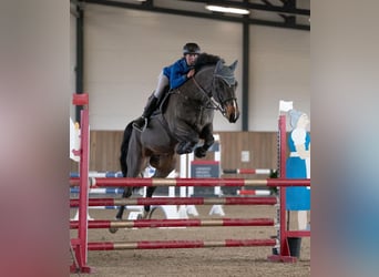 Zangersheide, Caballo castrado, 6 años, 166 cm, Castaño oscuro