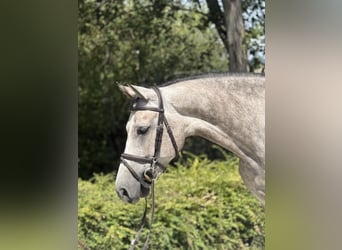 Zangersheide, Caballo castrado, 6 años, 166 cm, Tordo