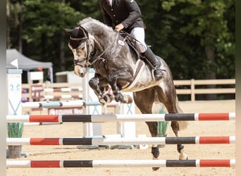 Zangersheide, Caballo castrado, 6 años, 166 cm, Tordo rodado