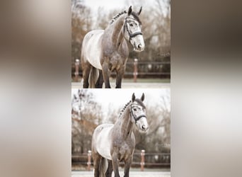 Zangersheide, Caballo castrado, 6 años, 166 cm, Tordo rodado