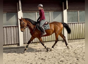 Zangersheide, Caballo castrado, 6 años, 167 cm, Castaño