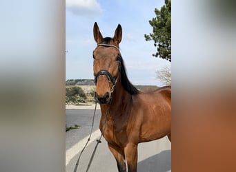 Zangersheide, Caballo castrado, 6 años, 167 cm, Castaño