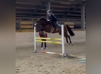 Zangersheide, Caballo castrado, 6 años, 167 cm, Castaño