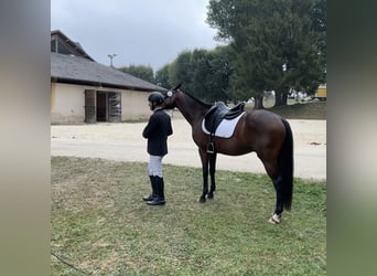 Zangersheide, Caballo castrado, 6 años, 167 cm, Castaño oscuro