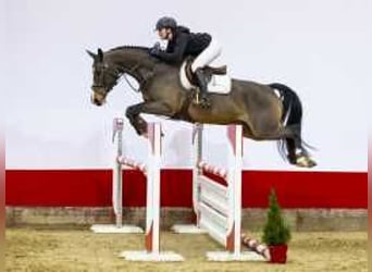 Zangersheide, Caballo castrado, 6 años, 167 cm, Castaño oscuro