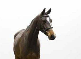 Zangersheide, Caballo castrado, 6 años, 167 cm, Castaño oscuro