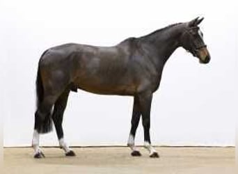 Zangersheide, Caballo castrado, 6 años, 167 cm, Castaño oscuro