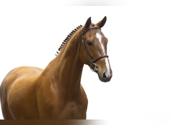 Zangersheide, Caballo castrado, 6 años, 168 cm, Alazán