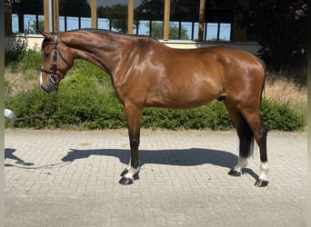 Zangersheide, Caballo castrado, 6 años, 168 cm, Castaño