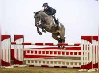 Zangersheide, Caballo castrado, 6 años, 168 cm, Castaño