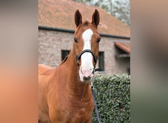Zangersheide, Caballo castrado, 6 años, 169 cm, Alazán