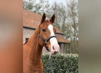 Zangersheide, Caballo castrado, 6 años, 169 cm, Alazán
