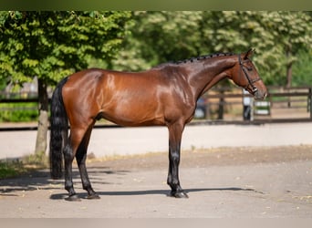 Zangersheide, Caballo castrado, 6 años, 169 cm
