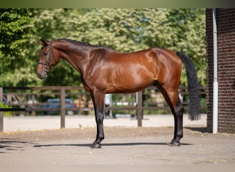 Zangersheide, Caballo castrado, 6 años, 169 cm