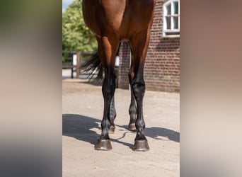 Zangersheide, Caballo castrado, 6 años, 169 cm