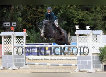 Zangersheide, Caballo castrado, 6 años, 169 cm, Tordo