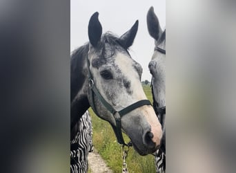 Zangersheide, Caballo castrado, 6 años, 169 cm, Tordo