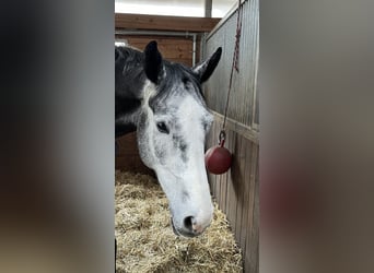 Zangersheide, Caballo castrado, 6 años, 169 cm, Tordo