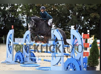 Zangersheide, Caballo castrado, 6 años, 169 cm, Tordo