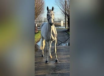 Zangersheide, Caballo castrado, 6 años, 169 cm, White/Blanco