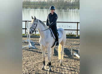 Zangersheide, Caballo castrado, 6 años, 169 cm, White/Blanco