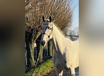 Zangersheide, Caballo castrado, 6 años, 169 cm, White/Blanco