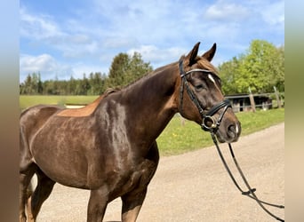 Zangersheide, Caballo castrado, 6 años, 170 cm, Alazán-tostado