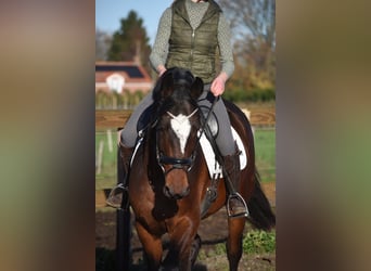 Zangersheide, Caballo castrado, 6 años, 170 cm, Castaño