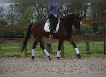 Zangersheide, Caballo castrado, 6 años, 170 cm, Castaño oscuro
