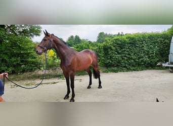 Zangersheide, Caballo castrado, 6 años, 170 cm, Castaño oscuro