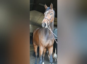 Zangersheide, Caballo castrado, 6 años, 170 cm, Castaño oscuro
