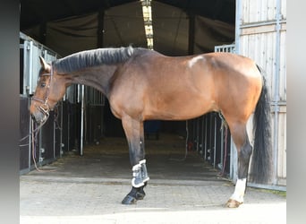 Zangersheide, Caballo castrado, 6 años, 170 cm, Castaño oscuro