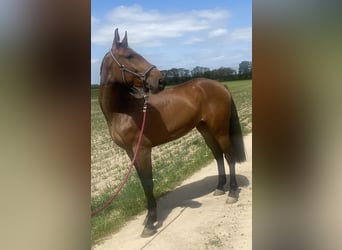 Zangersheide, Caballo castrado, 6 años, 170 cm, Castaño oscuro