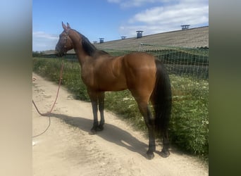 Zangersheide, Caballo castrado, 6 años, 170 cm, Castaño oscuro