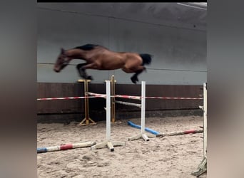 Zangersheide, Caballo castrado, 6 años, 170 cm, Castaño oscuro